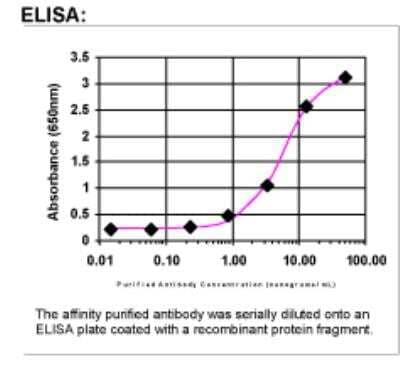 ELISA: NM23-H1 Antibody [23440002]