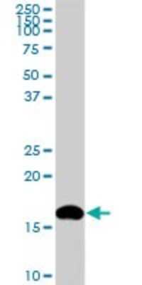 Western Blot: NM23-H2/NME2 Antibody (1D4) [H00004831-M05] - Analysis of NME2 expression in PC-12 (Cat # L012V1).