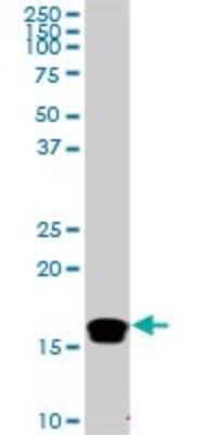 Western Blot: NM23-H2/NME2 Antibody (1D4) [H00004831-M05] - Analysis of NME2 expression in Raw 264.7 (Cat # L024V1).