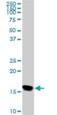 Western Blot: NM23-H2/NME2 Antibody (1D4) [H00004831-M05] - Analysis of NME2 expression in NIH/3T3 (Cat # L018V1).