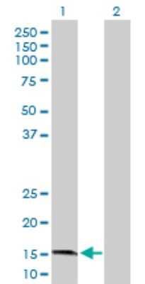 Western Blot: NMDA R, NR2C Subunit Antibody [H00002905-D01P] - Analysis of GRIN2C expression in transfected 293T cell line by GRIN2C polyclonal antibody.Lane 1: GRIN2C transfected lysate(17.60 KDa).Lane 2: Non-transfected lysate.