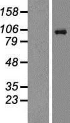 Western Blot: NMDAR1 Overexpression Lysate (Adult Normal) [NBP2-10710] Left-Empty vector transfected control cell lysate (HEK293 cell lysate); Right -Over-expression Lysate for NMDAR1.