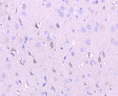 Immunohistochemistry-Paraffin: NMDAR2A Antibody (JA31-20) [NBP2-66984] - Analysis of paraffin-embedded rat brain tissue using anti-NMDAR2A antibody. Counter stained with hematoxylin.