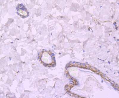 Immunohistochemistry-Paraffin: NMDAR2A Antibody (JA31-20) [NBP2-66984] - Analysis of paraffin-embedded rat skin tissue using anti-NMDAR2A antibody. Counter stained with hematoxylin.