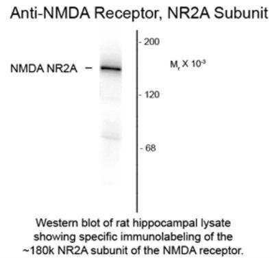 Western Blot: NMDAR2A Antibody [NB300-296]