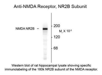 Western Blot: NMDAR2B Antibody [NB300-297]