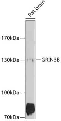 Western Blot: NMDAR3B Antibody [NBP2-94574] - Analysis of extracts of rat brain, using NMDAR3B at 1:1000 dilution.Secondary antibody: HRP Goat Anti-Rabbit IgG (H+L) at 1:10000 dilution.Lysates/proteins: 25ug per lane.Blocking buffer: 3% nonfat dry milk in TBST.Detection: ECL Basic Kit .Exposure time: 90s.
