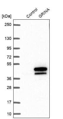 Western Blot NMDARA1 Antibody - BSA Free