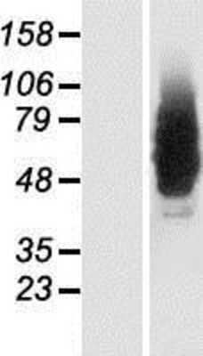 Western Blot: NMDARA1 Overexpression Lysate (Adult Normal) [NBP2-11013] Left-Empty vector transfected control cell lysate (HEK293 cell lysate); Right -Over-expression Lysate for NMDARA1.