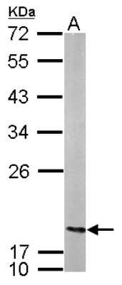 Western Blot: NME2 Antibody [NBP2-19553] - Sample (50 ug of whole cell lysate) A: Mouse Brain, 12% SDS PAGE gel, diluted at 1:1000.