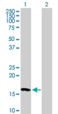Western Blot: NME3 Antibody [H00004832-B01P] - Analysis of NME3 expression in transfected 293T cell line by NME3 polyclonal antibody.  Lane 1: NME3 transfected lysate(18.59 KDa). Lane 2: Non-transfected lysate.