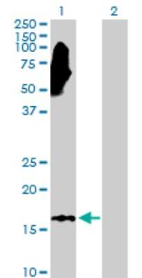 Western Blot: NME3 Antibody [H00004832-D01P] - Analysis of NME3 expression in transfected 293T cell line by NME3 polyclonal antibody.Lane 1: NME3 transfected lysate(19.00 KDa).Lane 2: Non-transfected lysate.