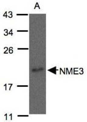 Western Blot: NME3 Antibody [NBP1-31093] - Raji 15% SDS PAGE; antibody diluted at 1:500