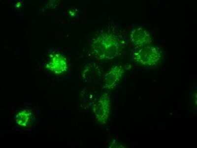 Immunocytochemistry/Immunofluorescence: NME4 Antibody (OTI1A5) - Azide and BSA Free [NBP2-73005] - Staining of COS7 cells transiently transfected by pCMV6-ENTRY NME4.