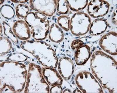 Immunohistochemistry: NME4 Antibody (OTI1A5) - Azide and BSA Free [NBP2-73005] - Staining of paraffin-embedded Kidney tissue using anti-NME4 mouse monoclonal antibody.