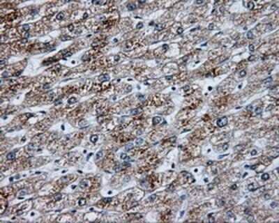 Immunohistochemistry: NME4 Antibody (OTI1A5) - Azide and BSA Free [NBP2-73005] - Staining of paraffin-embedded liver tissue using anti-NME4 mouse monoclonal antibody.