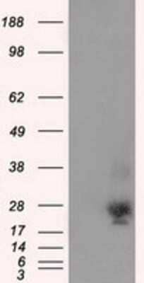 Western Blot: NME4 Antibody (OTI1A5) - Azide and BSA Free [NBP2-73005] - HEK293T cells were transfected with the pCMV6-ENTRY control (Left lane) or pCMV6-ENTRY NME4 (Right lane) cDNA for 48 hrs and lysed. Equivalent amounts of cell lysates (5 ug per lane) were separated by SDS-PAGE and immunoblotted with anti-NME4.