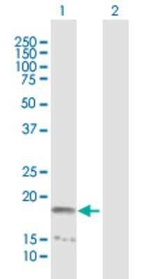 Western Blot: NME4 Antibody [H00004833-B01P] - Analysis of NME4 expression in transfected 293T cell line by NME4 polyclonal antibody.  Lane 1: NME4 transfected lysate(20.57 KDa). Lane 2: Non-transfected lysate.