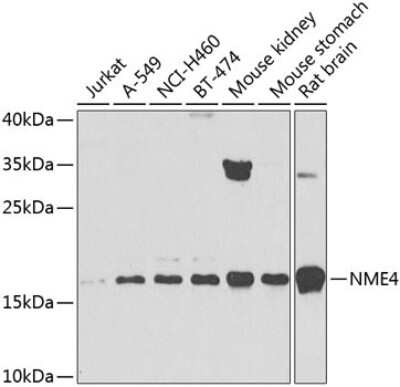 Western Blot NME4 Antibody - BSA Free