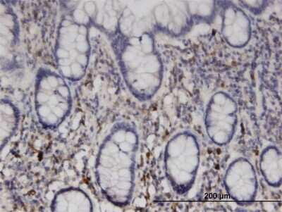 Immunohistochemistry-Paraffin: NME6 Antibody (2A10) [H00010201-M07] - Analysis of monoclonal antibody to NME6 on formalin-fixed paraffin-embedded human small Intestine. Antibody concentration 3 ug/ml