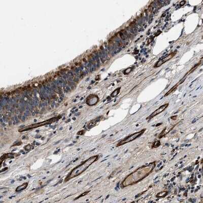 Immunohistochemistry-Paraffin: NME6 Antibody [NBP1-81587] - Staining of human bronchus shows strong cytoplasmic positivity in endothelial cells and respiratory epithelial cells.