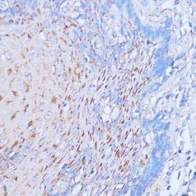 Immunohistochemistry-Paraffin NME6 Antibody - Azide and BSA Free