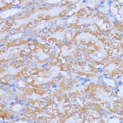 Immunohistochemistry-Paraffin NME6 Antibody - Azide and BSA Free