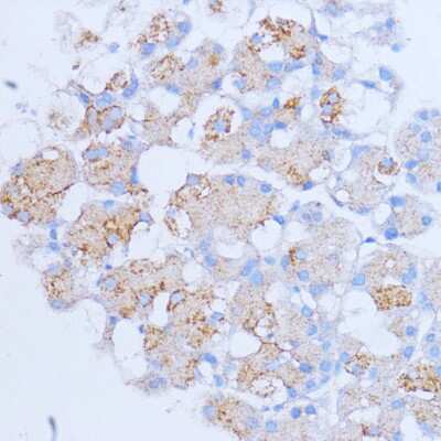 Immunohistochemistry-Paraffin NME6 Antibody - Azide and BSA Free