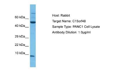 Western Blot: NMES1 Antibody [NBP1-98391] - Host: Rabbit. Target Name: C15orf48. Sample Tissue: Human PANC1 Whole Cell. Antibody at 1 ug/mL.