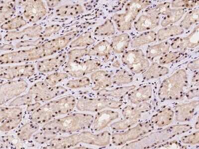 Immunohistochemistry-Paraffin: NMNAT-1 Antibody [NBP2-97227] - Immunochemical staining of human NMNAT-1 in human kidney with rabbit polyclonal antibody at 1:100 dilution, formalin-fixed paraffin embedded sections.