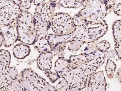 Immunohistochemistry-Paraffin: NMNAT-1 Antibody [NBP2-97227] - Immunochemical staining of human NMNAT-1 in human placenta with rabbit polyclonal antibody at 1:100 dilution, formalin-fixed paraffin embedded sections.