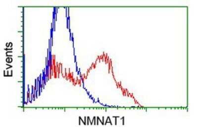 Flow Cytometry: NMNAT-1 Antibody (OTI1G4) - Azide and BSA Free [NBP2-73017] - HEK293T cells transfected with either overexpression plasmid (Red) or empty vector control plasmid (Blue) were immunostaining by anti-Nmnat1 antibody, and then analyzed by flow cytometry.
