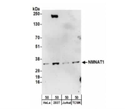 Western Blot: NMNAT-1 Antibody [NBP2-32107] - Whole cell lysate (50 ug) from HeLa, 293T, Jurkat, and mouse TCMK-1 cells.  Antibodies:  Affinity purified rabbit anti-NMNAT1 antibody NBP2-32107 used for WB at 0.1 ug/ml.  Detection: Chemiluminescence with an exposure time of 3 minutes.