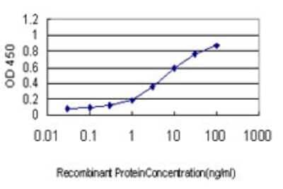 Sandwich ELISA: NMNAT-2 Antibody (2E4) [H00023057-M01] - Detection limit for recombinant GST tagged NMNAT2 is approximately 0.3ng/ml as a capture antibody.