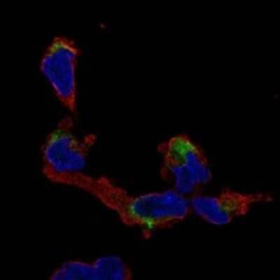 Immunocytochemistry/Immunofluorescence: NMNAT-2 Antibody [NBP3-17903] - Staining of human cell line AF22 shows localization to cytosol.