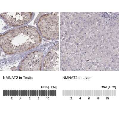 Immunohistochemistry-Paraffin NMNAT-2 Antibody - BSA Free