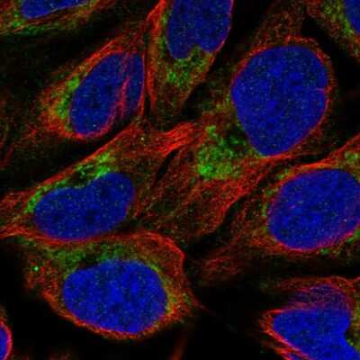 Immunocytochemistry/Immunofluorescence: NMNAT3 Antibody [NBP2-55011] - Staining of human cell line U-2 OS shows localization to mitochondria. Antibody staining is shown in green.