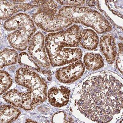 Immunohistochemistry-Paraffin NMNAT3 Antibody