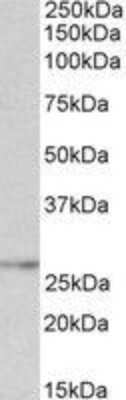 Western Blot NMNAT3 Antibody