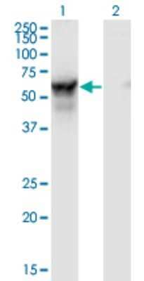 Western Blot: NMT2 Antibody (2E12-4B5) [H00009397-M01] - Analysis of NMT2 expression in transfected 293T cell line by NMT2 monoclonal antibody (M01), clone S1.Lane 1: NMT2 transfected lysate (Predicted MW: 57 KDa).Lane 2: Non-transfected lysate.