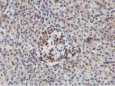 Immunohistochemistry: NMT2 Antibody (OTI1G3) - Azide and BSA Free [NBP2-73021] - Staining of paraffin-embedded Human pancreas tissue using anti-NMT2 mouse monoclonal antibody.