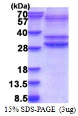 SDS-Page: Recombinant Human PMF1-BGLAP Protein [NBP2-23338] - 15% SDS-PAGE (3 ug)