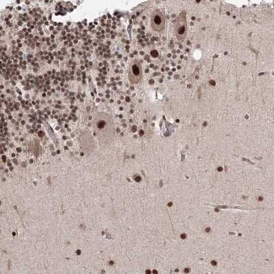 <b>Independent Antibodies Validation. </b>Immunohistochemistry-Paraffin: NOA1 Antibody [NBP1-81772] - Staining of human cerebellum shows strong nuclear positivity in Purkinje cells.