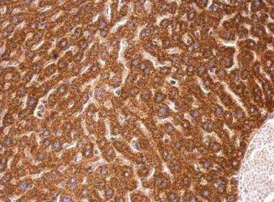 Immunohistochemistry-Paraffin: NOA1 Antibody [NBP2-19557] - Paraffin-embedded mouse liver.  C4orf14 antibody [N3C2], Internal  dilution: 1:500.