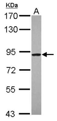 Western Blot: NOA1 Antibody [NBP2-19557] - Sample (30 ug of whole cell lysate) A: Raji 7. 5% SDS PAGE gel, diluted at 1:500.