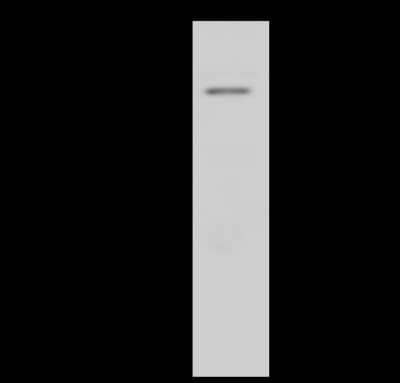 Western Blot: NOA1 Antibody [NBP2-99264] - Anti-NOA1 rabbit polyclonal antibody at 1:500 dilution. Lane A: Raji Whole Cell Lysate Lysates/proteins at 30 ug per lane. Secondary Goat Anti-Rabbit IgG (H+L)/HRP at 1/10000 dilution. Developed using the ECL technique. Performed under reducing conditions. Predicted band size: 78 kDa. Observed band size: 93 kDa