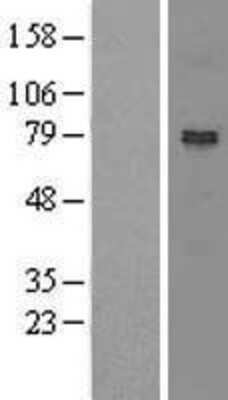 Western Blot: NOA1 Overexpression Lysate (Adult Normal) [NBL1-08461] Left-Empty vector transfected control cell lysate (HEK293 cell lysate); Right -Over-expression Lysate for NOA1.