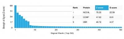 Protein Array: NOC4L Antibody (PCRP-NOC4L-1E3) - Azide and BSA Free [NBP3-08308] - Analysis of Protein Array containing more than 19,000 full-length human proteins using NOC4L Antibody (PCRP-NOC4L-1E3).