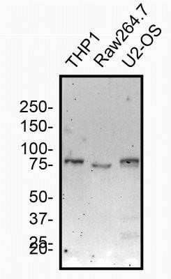 Western Blot: NOD2 Antibody (2D9) - Azide and BSA Free [NBP2-80883] - Total protein from human THP1 and US-OS cells and mouse Raw264.7 cells was separated on a 7.5% gel by SDS-PAGE, transferred to PVDF membrane and blocked in 5% non-fat milk in TBST. The membrane was probed with 2.0 ug/ml anti-NOD2 in 1% non-fat milk in TBST and detected with an anti-mouse HRP secondary antibody using chemiluminescence. Image from the standard format of this antibody.