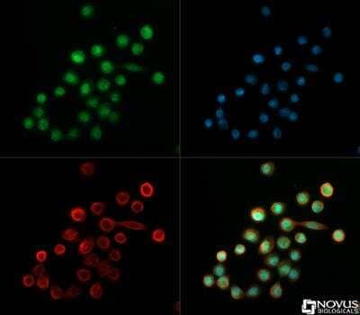 Immunocytochemistry/Immunofluorescence: NOD2 Antibody [NB500-253] - NOD2 antibody was tested in HT-29 cells with DyLight 488 (green). Nuclei and alpha-tubulin were counterstained with DAPI (blue) and Dylight 550 (red). 